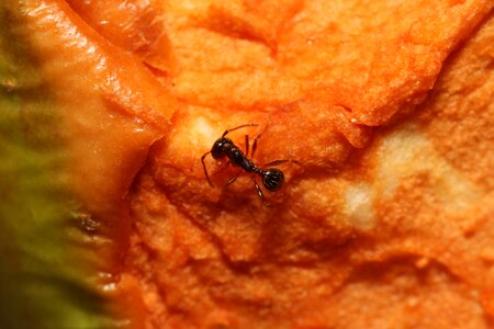 Insect nature macro