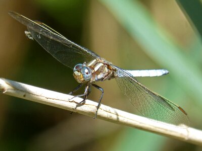 Orthetrum cancellatum orthetrum coerulescens dragonfly