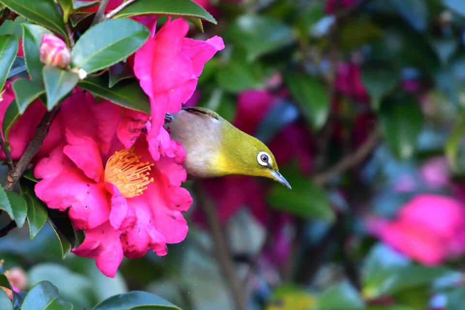 Plant leaf bird
