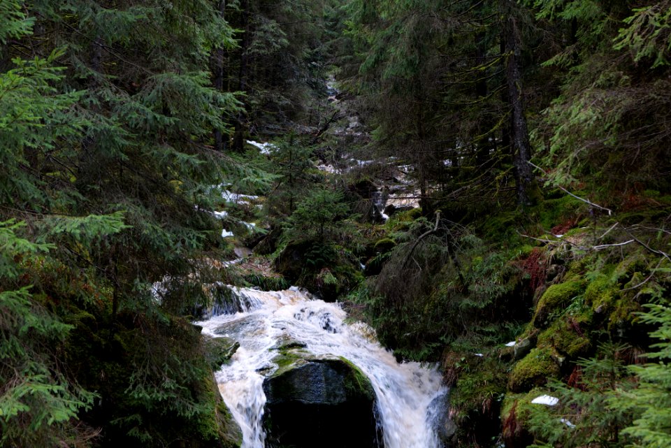Dobelbach Northern Black Forest 2020-03-11 02
