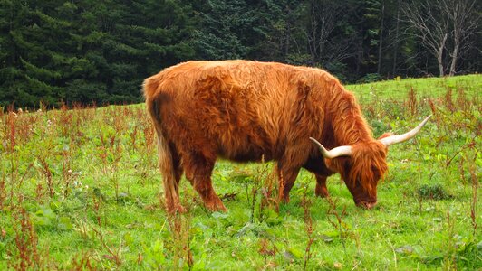 Cattle agriculture highland beef photo