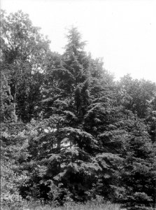 Diverse naaldsoorten, tsuga mertensiana, Bestanddeelnr 166-0073