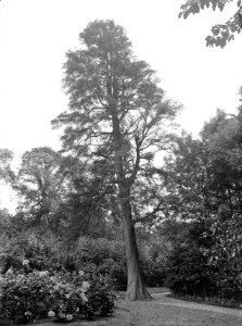 Diverse naaldsoorten, taxodium distichum, Bestanddeelnr 166-0070
