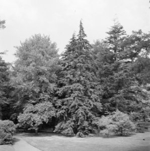 Diverse naaldsoorten, tuinparken, tsuga heterophylla, berkenstein, Bestanddeelnr 166-0048