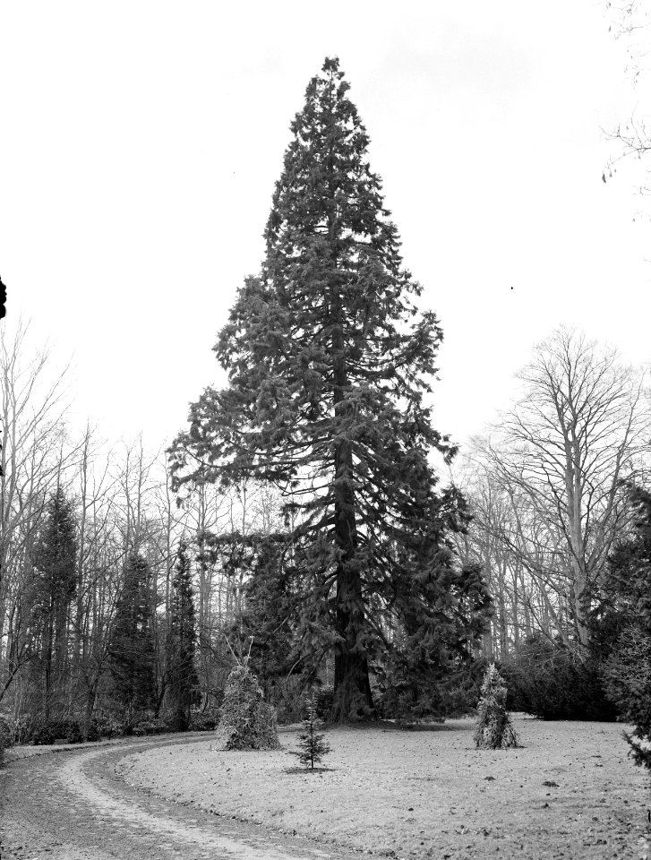 Diverse naaldsoorten, kastelen, sequoia dendron giganteum, engelenburg, Bestanddeelnr 166-0049