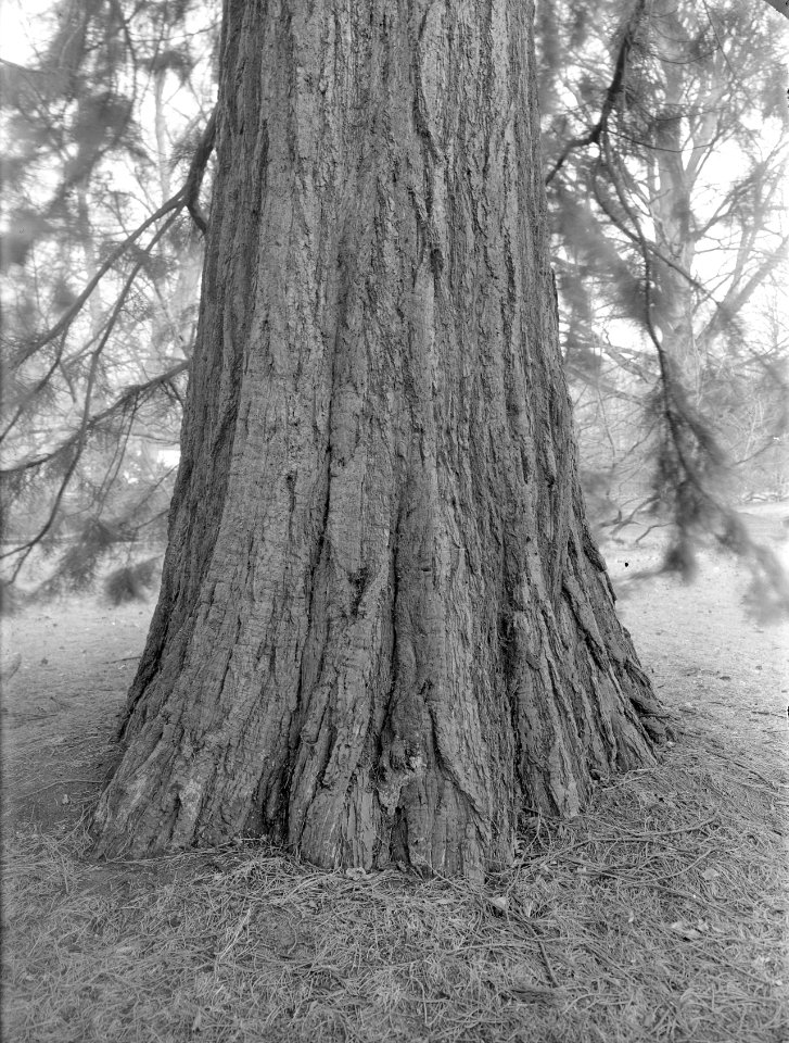 Diverse naaldsoorten, kastelen, sequoia dendron giganteum, engelenburg, Bestanddeelnr 166-0050