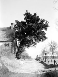 Diverse naaldsoorten, taxus, IJzeren, Bestanddeelnr 166-0059