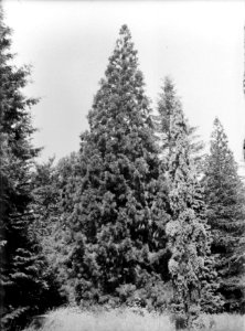 Diverse naaldsoorten, sequoia giganter, Bestanddeelnr 166-0072