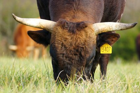 Grass field bull photo