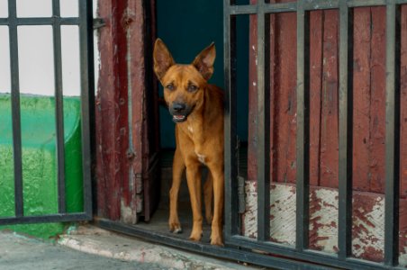 Dog guarding the door of his house photo