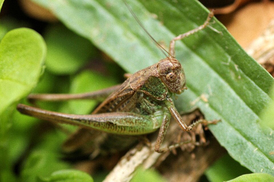 Close up insect viridissima photo