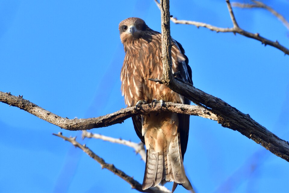 Wings animal raptor