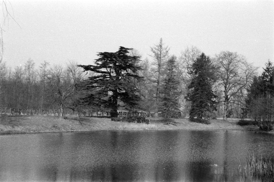 Diverse naaldsoorten, landgoederen, de lathmer, cedrus atlantica, Bestanddeelnr 170-0911