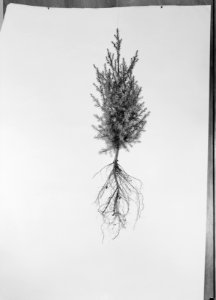 Diverse naaldsoorten, juniperus, Bestanddeelnr 166-0084