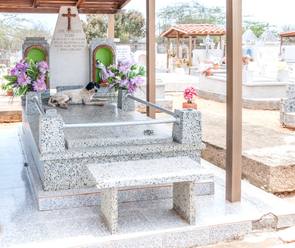 Dog on the grave of his owner