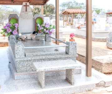 Dog on the grave of his owner