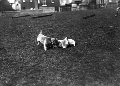 Dog playing with badger cubs (1293903)
