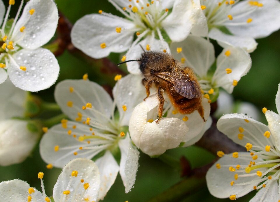 Flower insect bee