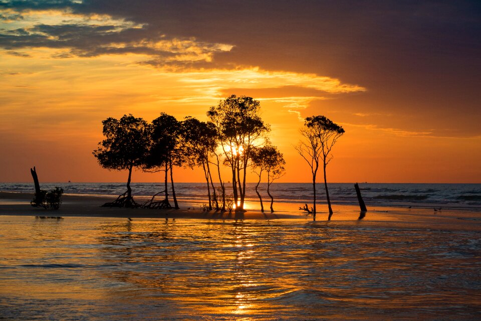 Mangrove horizon tropical