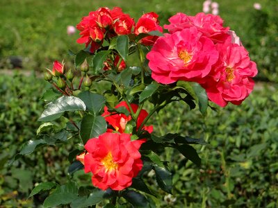 Rosarium rose flower rose garden photo