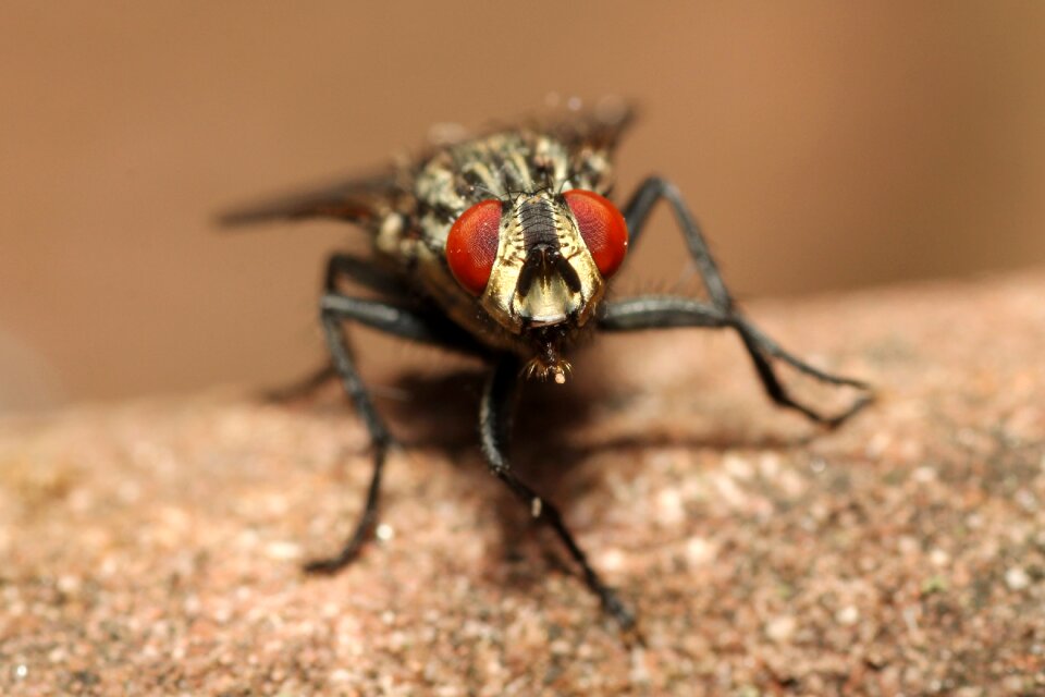 Insect animal macro