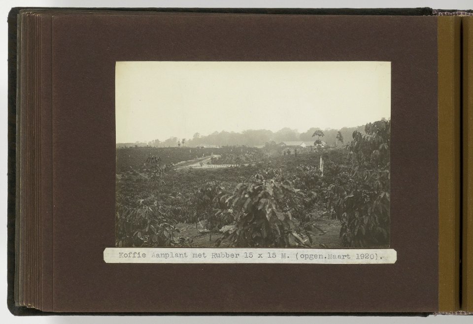 Dolok Oeloe Koffie aanplant met Rubber 15 x 15 M. (opgen. Maart 1920), Bestanddeelnr 804 24