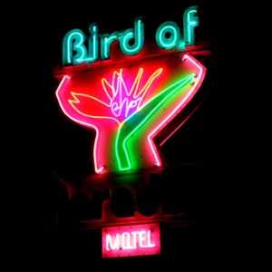 DooWop HD neon Bird of P