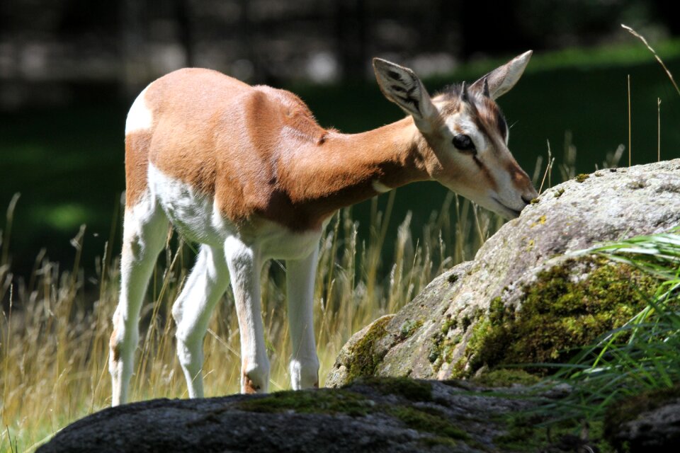 Creature zoo animal world