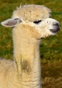 Fur nature animal world