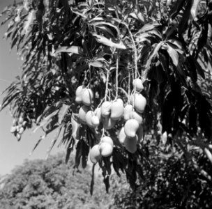 Doekoens op de plantage San Juan van Harry Maal op Curaçao, Bestanddeelnr 252-7548