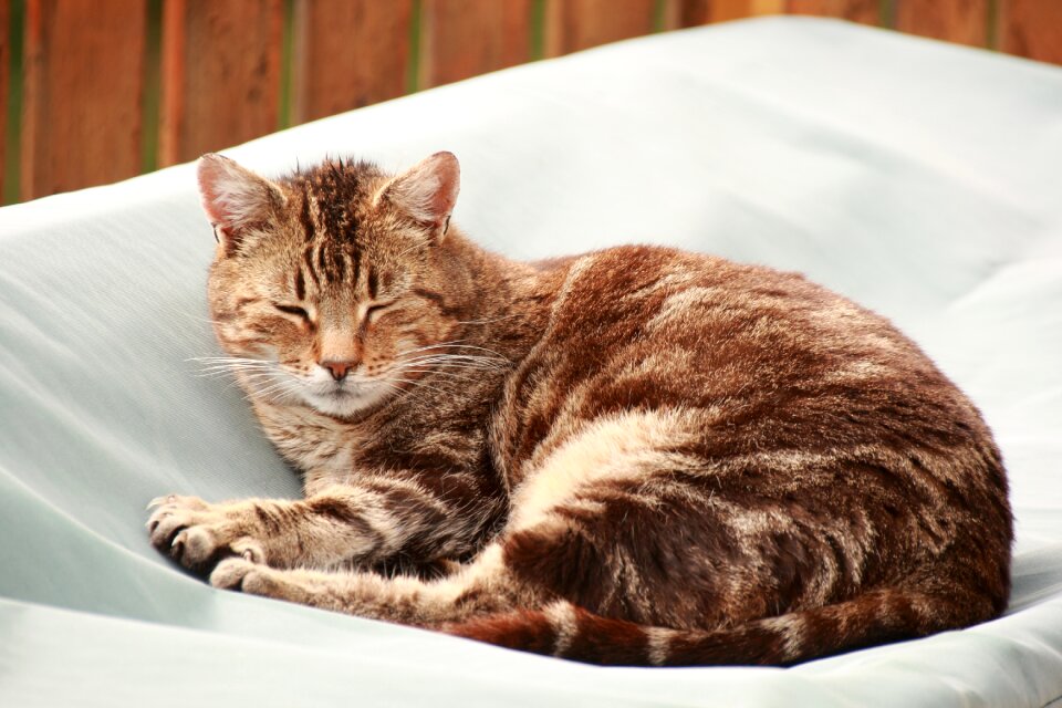 Friend mammal domestic cat