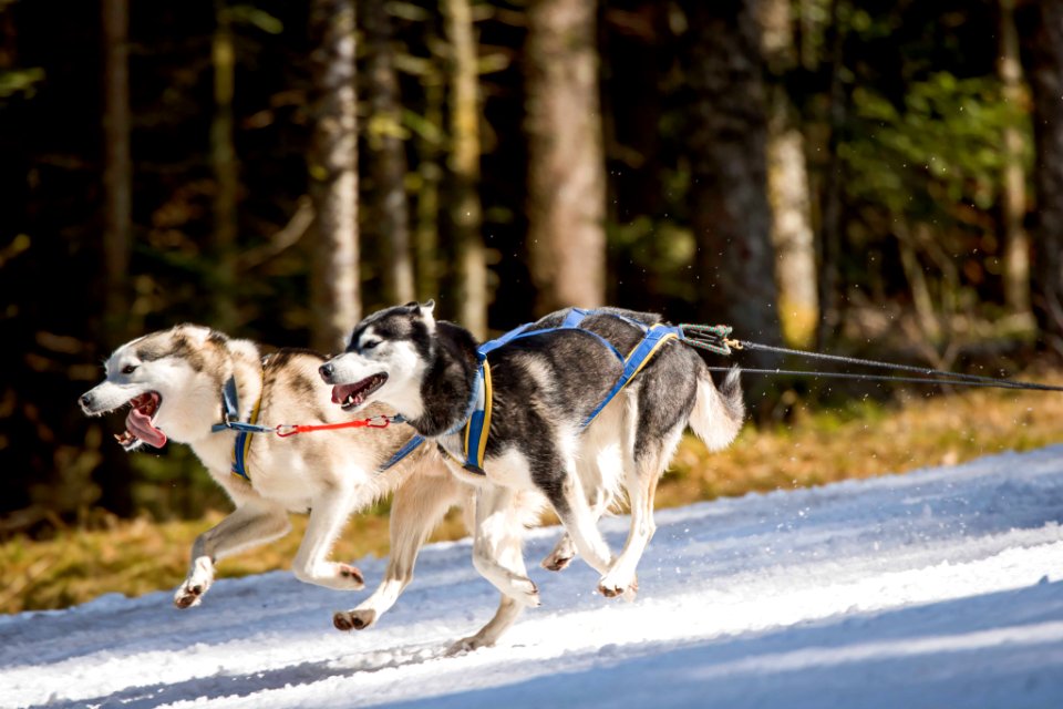 Dog Race 2 (251531705)