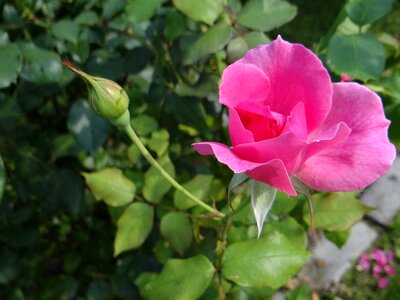 Rosarium rose flower rose garden photo