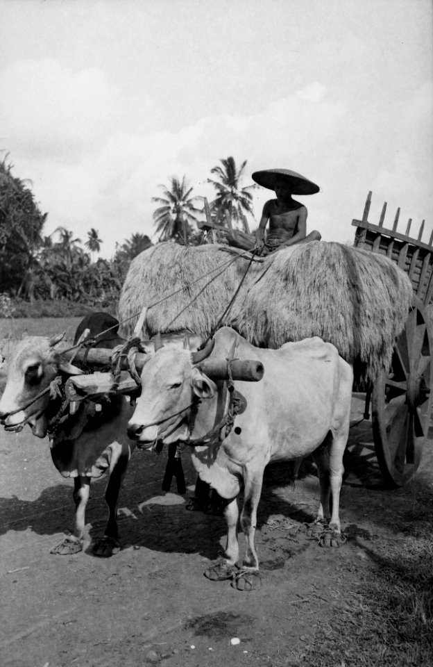 Djember (Oost-Java). Op het moment is de rijstoogst in volle gang. Dankzij de ma, Bestanddeelnr 13313