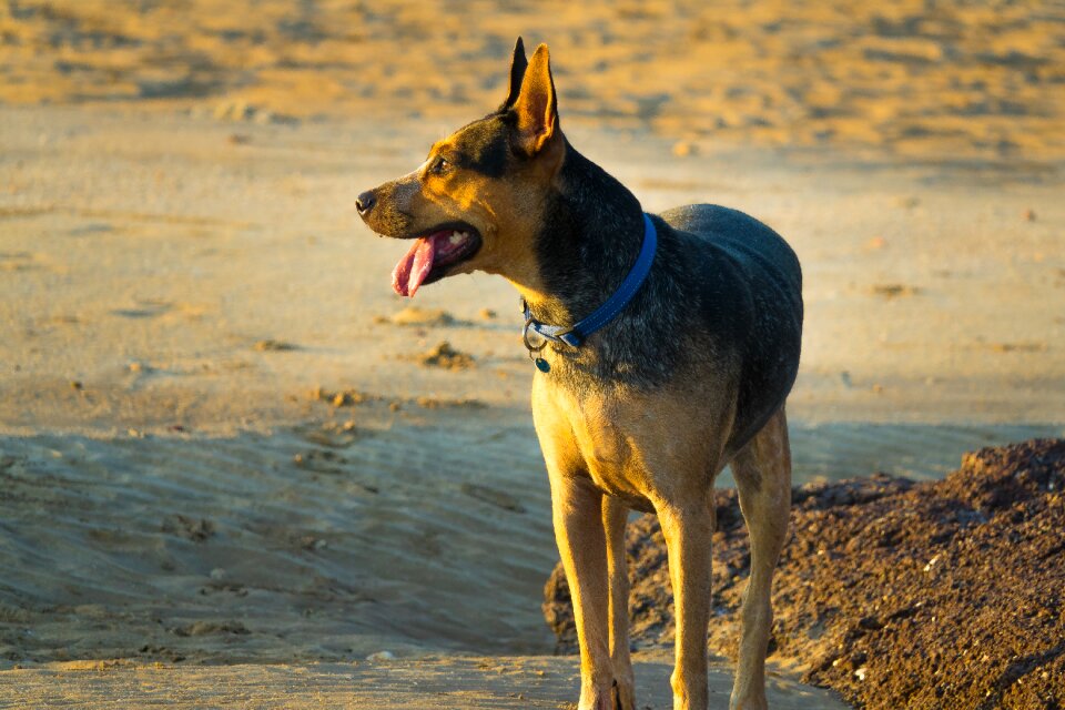 Cattle dog animal shore