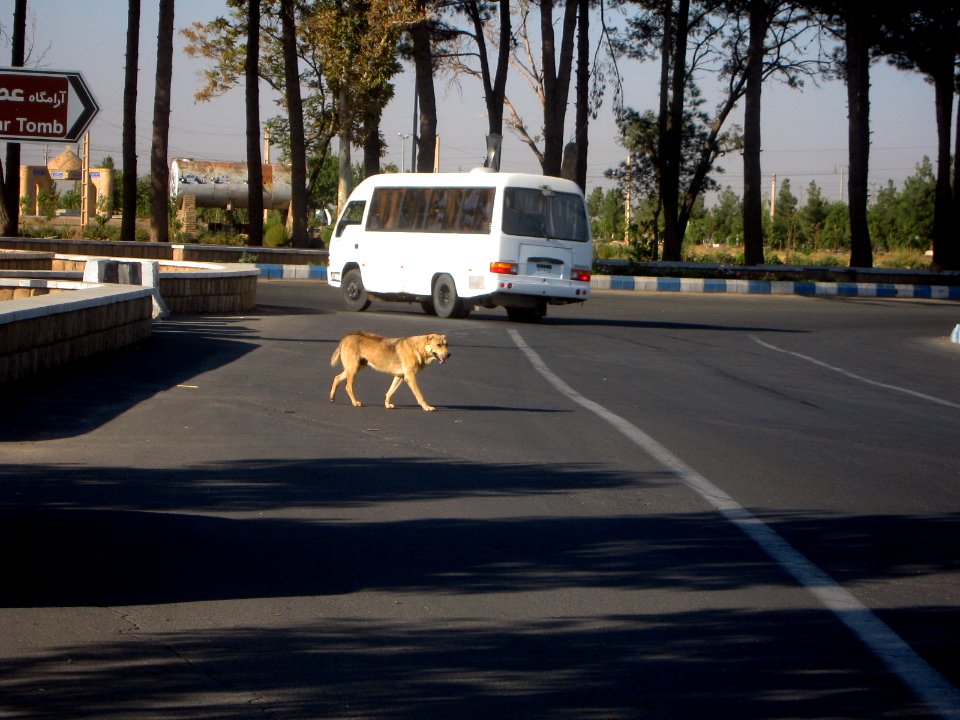 Dog passing street of Erfan - Nishapur 4