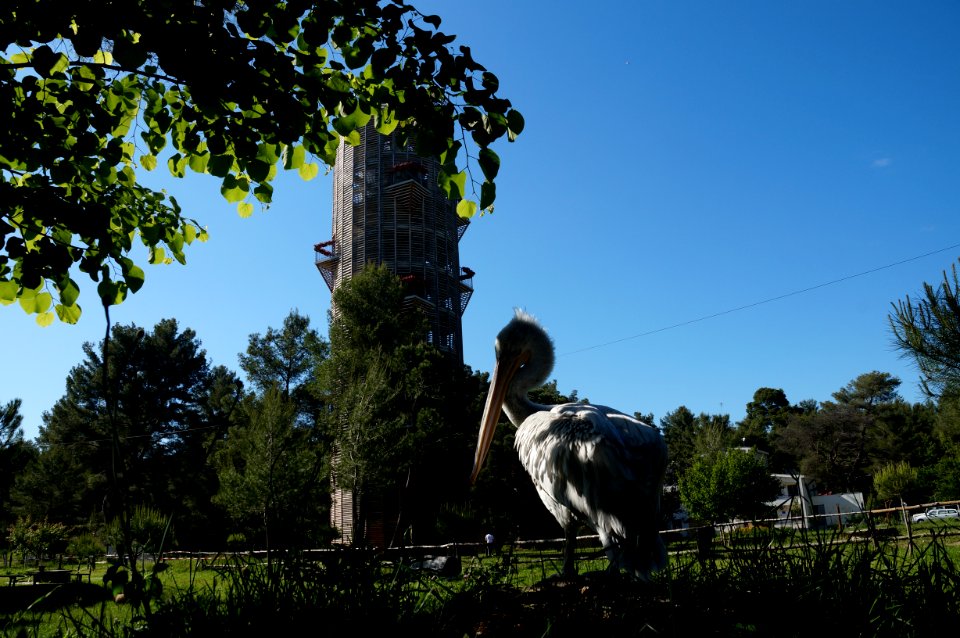 Divjaka tower and pelican