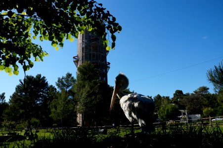 Divjaka tower and pelican