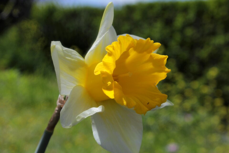 Plant spring daffodil