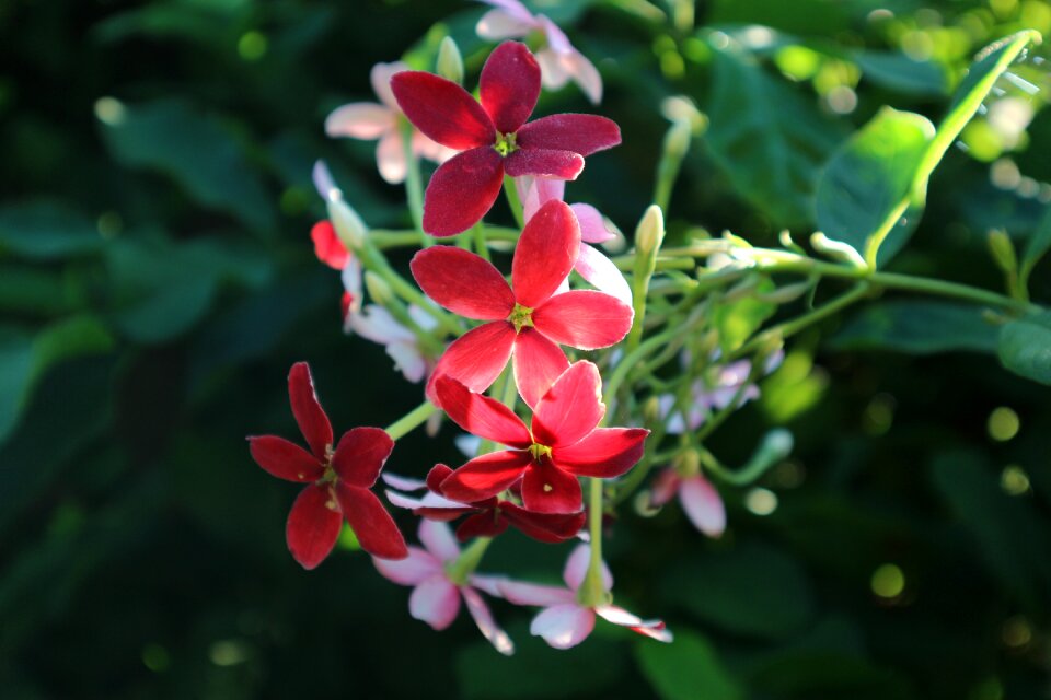 Nature shrubs flowers small pink flowers