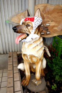 Dog in Tokyo - DSC00824