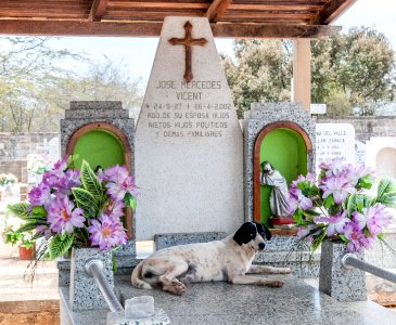 Dog on the grave of his owner 2