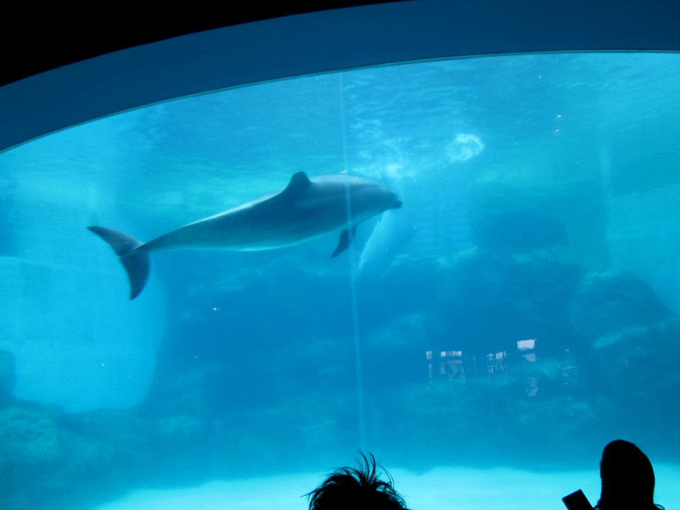 Dolphin at Port of Nagoya Public Aquarium 1