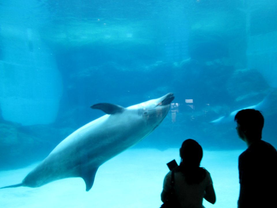 Dolphin at Port of Nagoya Public Aquarium 2