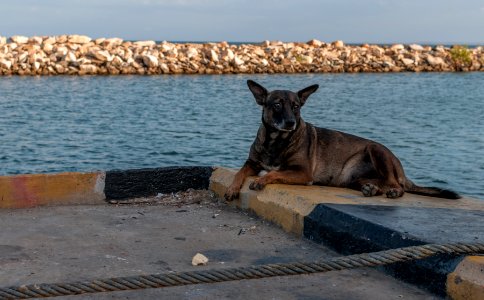 Dog in Chacachacare