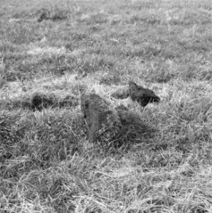Drainage, grasland, zoden, wijhe olde de, Bestanddeelnr 160-0542