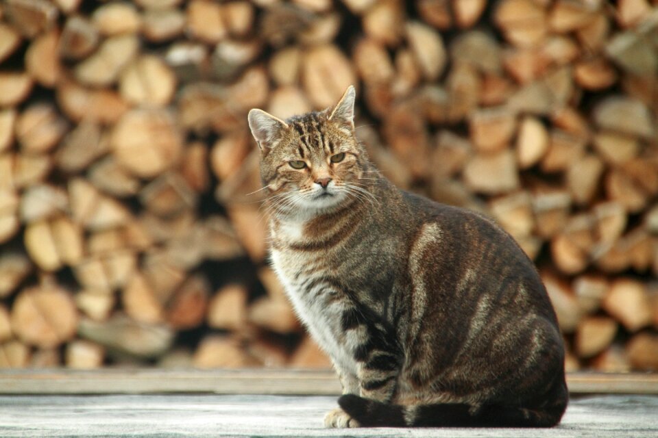 Friend mammal domestic cat