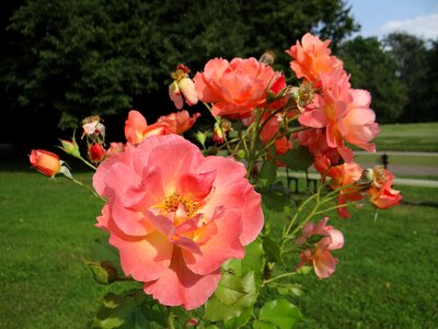 Rosarium rose flower rose garden