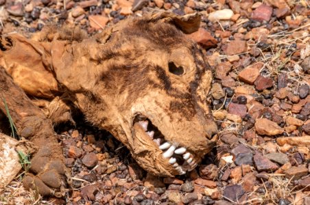 Dog in decomposition process