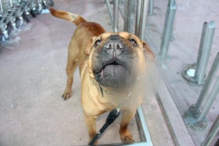 Dog behind glass